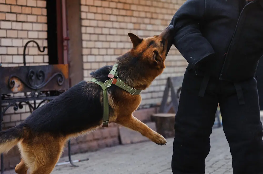 Aggressive dog being restrained after an attack, illustrating dog bite liability issues.